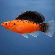 Sail-Fin Molly assorted (Poecilia velifera assorted) side profile on a plain background - view 3