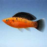 Sail-Fin Molly Goldleopard (Poecilia velifera gold leopard) side profile on a plain background - view 3