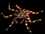 Sally lightfoot or spray crab (Percnon gibbesi) - view 5