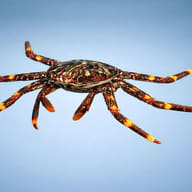 Sally lightfoot or spray crab (Percnon gibbesi) — side profile on a plain background — representative image - view 3