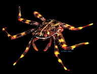 Sally lightfoot or spray crab (Percnon gibbesi) - view 5