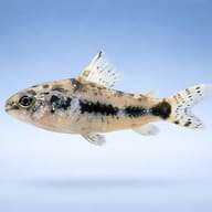 Salt and Pepper Catfish Corydoras habrosus group on sand — side profile on a plain background — representative image - view 3