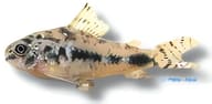 Salt and Pepper Catfish Corydoras habrosus profile and planted aquarium views - view 5