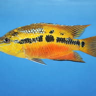 Salvini Cichlid (Trichromis salvini) - side profile — representative image - view 3