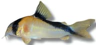 Sands' Cory side profile on a white background with orange shoulders and a black stripe along the back - view 5