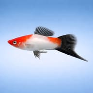 Side view of a Wagtail Lyra Swordtail — representative image - view 3