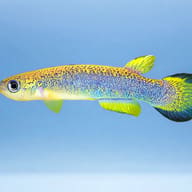 Santos Rivulus (Rivulus santensis) — side profile on a plain background — representative image - view 3