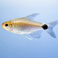 Saratetra (Hyphessobrycon elachys) — side profile on a plain background — representative image - view 3