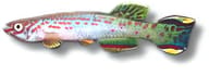 Scheel's Killie with turquoise sides, red markings and broad patterned fins on white - view 5