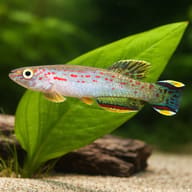 Scheel's Killie scale and plant aquarium visual — representative image - view 4