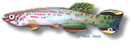 Scheel's Killie, Fundulopanchax scheeli - view 5