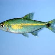 Scholze's Tetra — side profile on a plain background — representative image - view 3