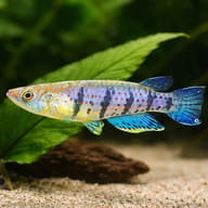 Graham's Epiplatys (Epiplatys grahami) size reference beside floating aquarium plants — representative image - view 4