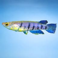 Graham's Epiplatys (Epiplatys grahami) side profile showing blue-green surface killifish form — representative image - view 3