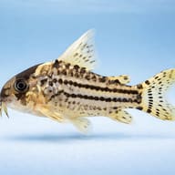 Schwartz´s catfish — side profile on a plain background — representative image - view 3