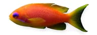 Sea goldie in side profile with an orange body and greenish forked tail against white - view 5