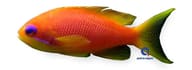 Female Sea Goldie anthias Pseudanthias squamipinnis marine fish in a reef aquarium - view 5