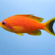 Sea Goldie Female M — side profile on a plain background — representative image - view 3