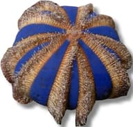 Top view of a blue sea urchin with thick brown and cream radial bands - view 5