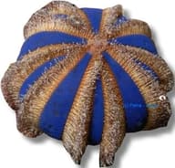 Black Sea Urchin Mespilia globulus with dark spines on live rock in a marine aquarium - view 5