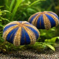 Black Sea Urchin M (Mespilia globulus) — pair in a planted aquarium — representative image - view 2