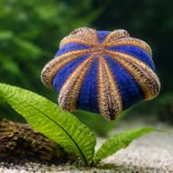 Black Sea Urchin M (Mespilia globulus) — close view showing fin and scale detail — representative image - view 4