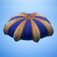 Black Sea Urchin M (Mespilia globulus) — side profile on a plain background — representative image - view 3