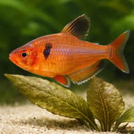 Serpae Tetra close view showing fin and scale detail — representative image - view 4