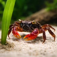 Sesarma sp. vietnam crab red — close view showing fin and scale detail — representative image - view 4
