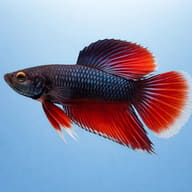 Sesarma sp. vietnam crab red — side profile on a plain background — representative image - view 3