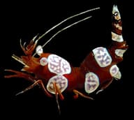 Sexy Shrimp in side profile against a black background - view 5
