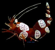 Sexy Shrimp Thor amboinensis perched on reef rock in a marine aquarium - view 5