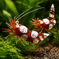 Sexy Shrimp - Marine Aquarium Livestock — Sexy Shrimp — pair in a planted aquarium — representative image - view 2