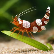 Sexy Shrimp - Marine Aquarium Livestock — Sexy Shrimp — close view showing fin and scale detail — representative image - view 4