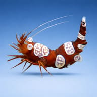 Sexy Shrimp - Marine Aquarium Livestock — Sexy Shrimp — side profile on a plain background — representative image - view 3
