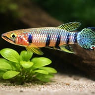 Seychelles Panchax (Pachypanchax playfairii) size reference beside aquarium plants — representative image - view 4