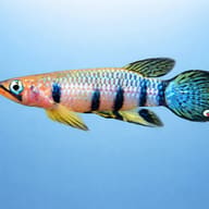 Seychelles Panchax (Pachypanchax playfairii) side profile with blue-green scales and yellow fins — representative image - view 3