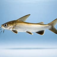Shark catfish, Tete sea catfish — side profile on a plain background — representative image - view 3