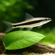 Siamese Algae Eater (Crossocheilus cf. langei) - scale view — representative image - view 4