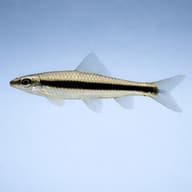 Siamese Algae Eater (Crossocheilus cf. langei) - side profile — representative image - view 3