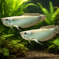 Silver Arowana Advanced Care (Osteoglossum bicirrhosum) — Silver Arowana in a large covered predator aquarium - view 2