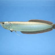 Silver Arowana Advanced Care (Osteoglossum bicirrhosum) — Side view of Silver Arowana with barbels and large scales - view 3