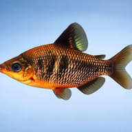Silver Distichodus (Distichodus affinis) side profile aquarium visual — representative image - view 3