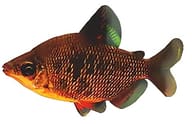 Silver Distichodus, Distichodus affinis - view 5