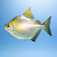 Silver dollar (Metynnis argenteus) — side profile on a plain background — representative image - view 3