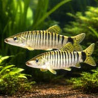 Silver Loach — pair in a planted aquarium — representative image - view 2
