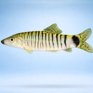 Silver Loach — side profile on a plain background — representative image - view 3