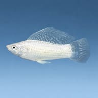 Silver Sailfin Molly (Poecilia velifera) - side profile — representative image - view 3