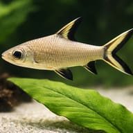 Silver Shark / Bala Shark size reference beside aquarium plants — representative image - view 4