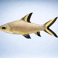 Silver Shark / Bala Shark side profile, Balantiocheilos melanopterus — representative image - view 3